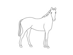 馬圖片簡(jiǎn)筆畫