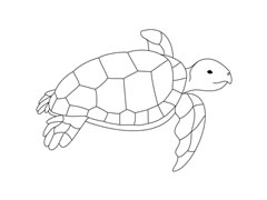 海龜簡(jiǎn)筆畫圖片