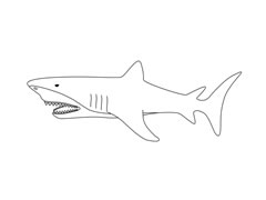 鯊魚簡(jiǎn)筆畫圖片