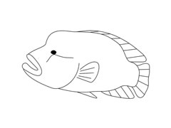 羅漢魚簡筆畫圖片