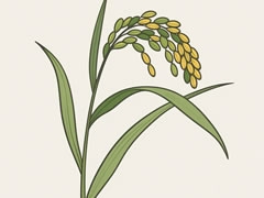 水稻簡筆畫